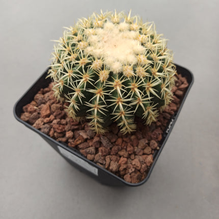 Kroenleinia (Echinocactus) grusonii cv. intermedius (brevispinus) 'S' 'M' y 'L' - DesertSTORE.es