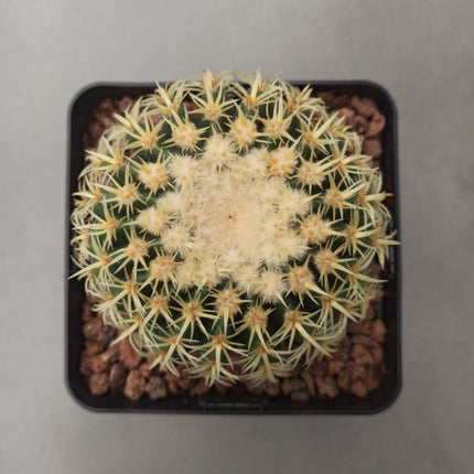 Kroenleinia (Echinocactus) grusonii cv. intermedius (brevispinus) 'S' 'M' y 'L' - DesertSTORE.es