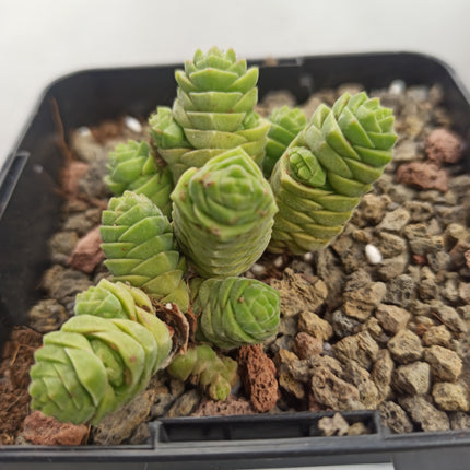 Crassula columella