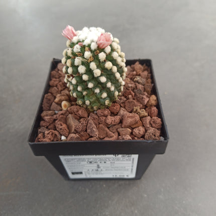 Mammillaria gracilis