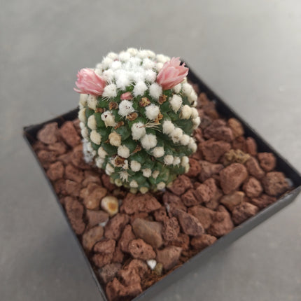 Mammillaria gracilis