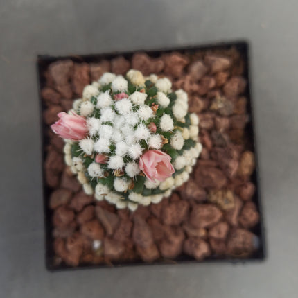 Mammillaria gracilis