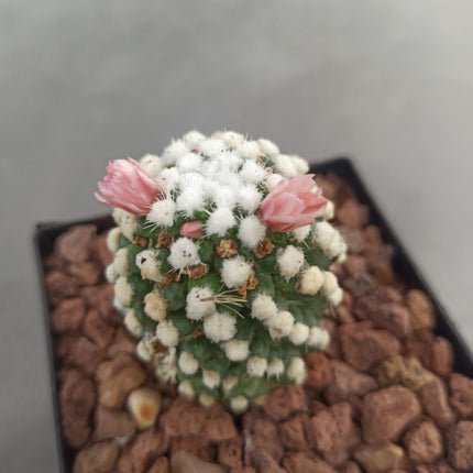 Mammillaria gracilis
