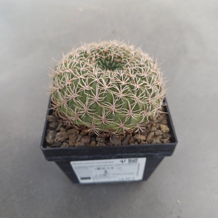 Lobivia chrysacantha