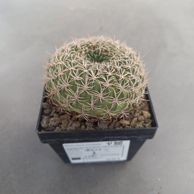 Lobivia chrysacantha