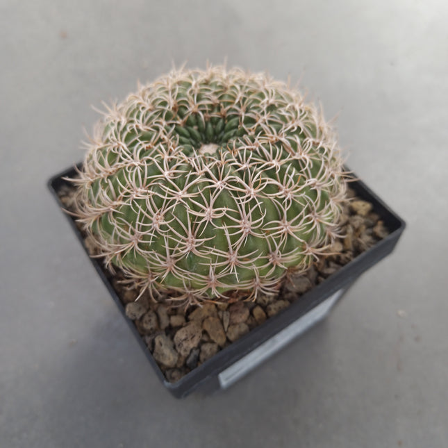 Lobivia chrysacantha