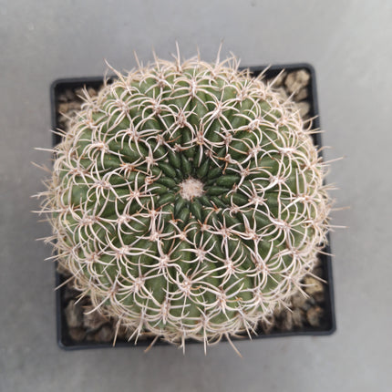 Lobivia chrysacantha