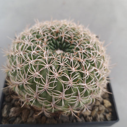 Lobivia chrysacantha