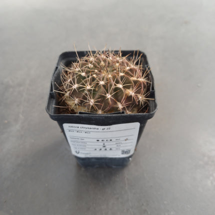 Lobivia chrysacantha