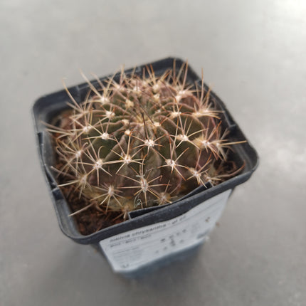 Lobivia chrysacantha