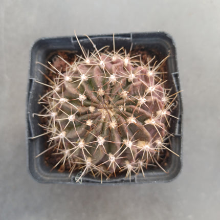 Lobivia chrysacantha