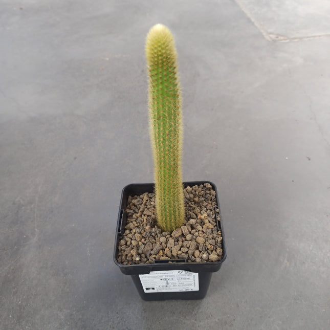 Borzicactus aureispinus