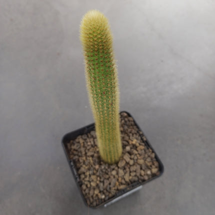 Borzicactus aureispinus