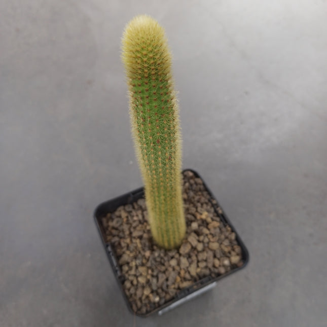 Borzicactus aureispinus