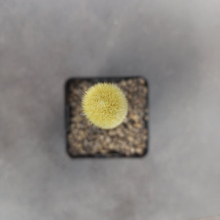 Borzicactus aureispinus