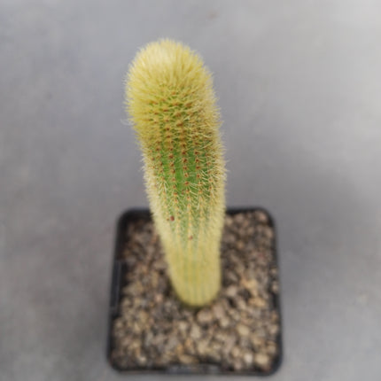 Borzicactus aureispinus