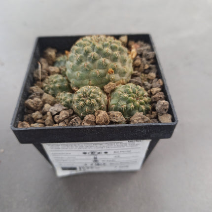 Weingarthia steinbachii f. brevispina ct 8