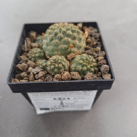 Weingarthia steinbachii f. Brevispina ct 8