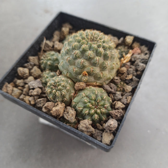 Weingarthia steinbachii f. brevispina ct 8