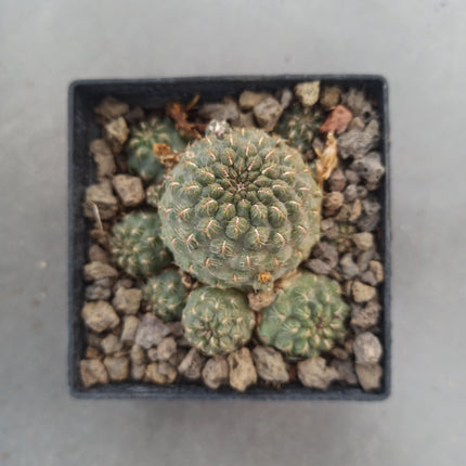 Weingarthia steinbachii f. brevispina ct 8