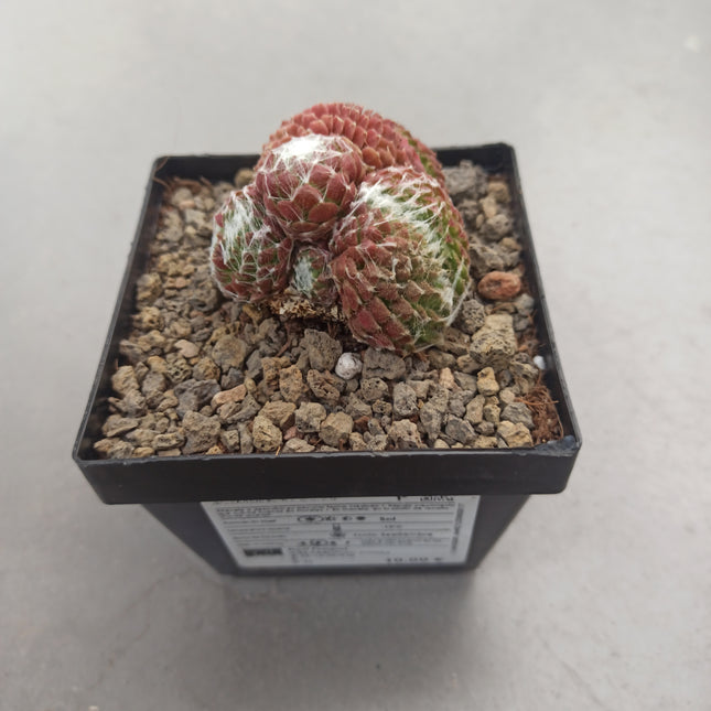 Sempervivum arachncoideum f. cristata 'S'