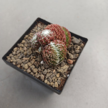 Sempervivum arachncoideum f. cristata 'S'