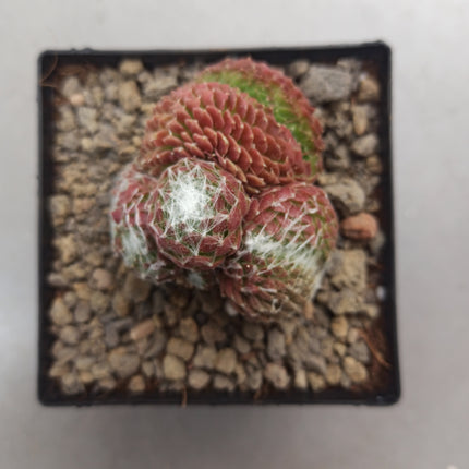 Sempervivum arachncoideum f. cristata 'S'