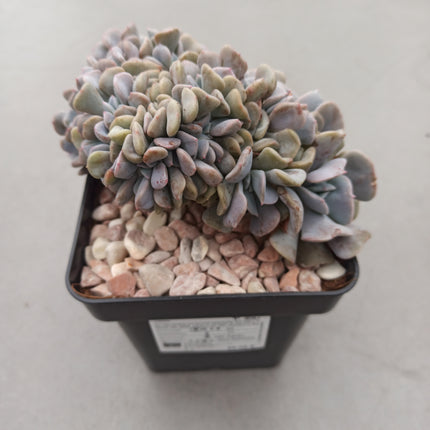 Echeveria 'Cubic Frost' cristata 
