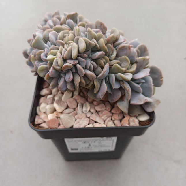 Echeveria 'Cubic Frost' cristata