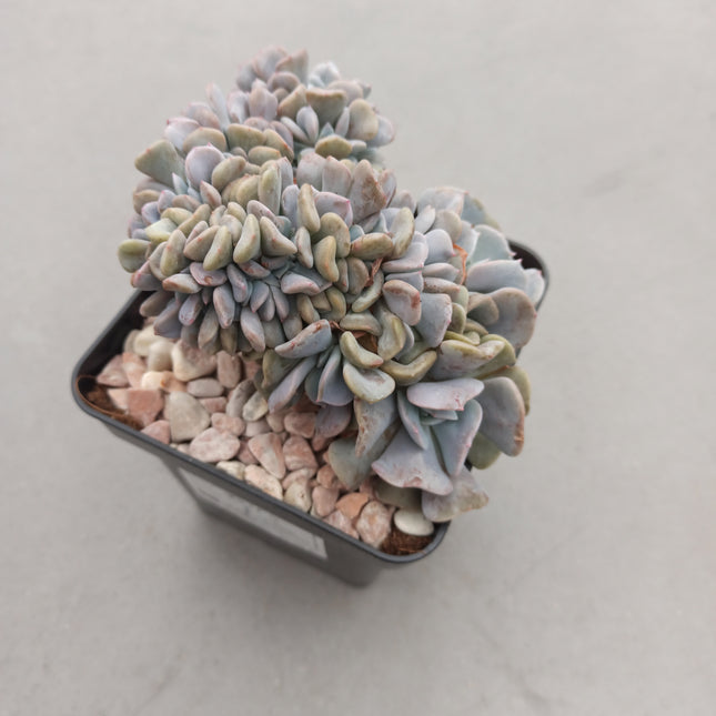 Echeveria 'Cubic Frost' cristata