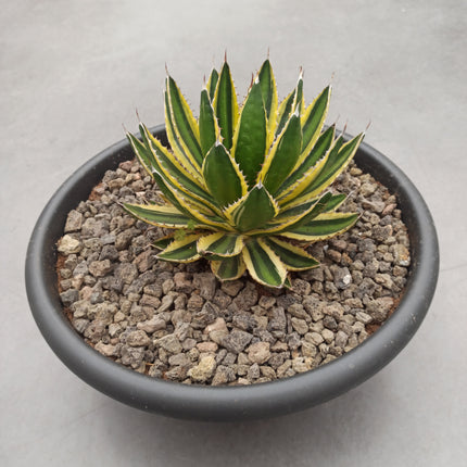 Agave lopantha f. quadricolor 'Tarrina' (26 cm diámetro)