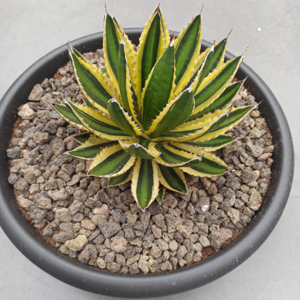 Agave lopantha f. quadricolor 'Tarrina' (26 cm diámetro)