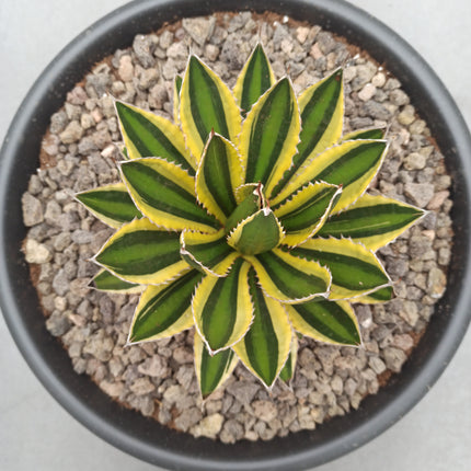 Agave lopantha f. quadricolor 'Tarrina' (26 cm diámetro)