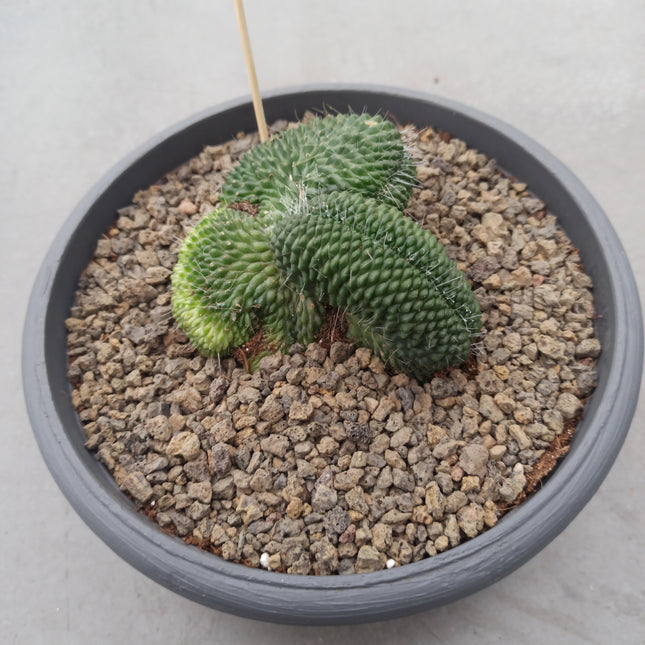 Mammillaria spinosissima cv. Un pico cristata  'Tarrina'
