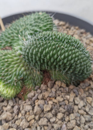 Mammillaria spinosissima cv. A cristata bill 'Tarrina'