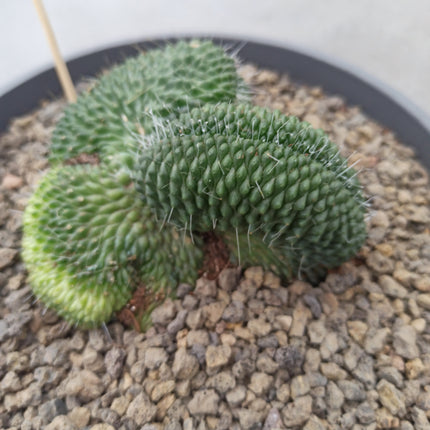 Mammillaria spinosissima cv. Ein Cristata-Schein „Tarrina“