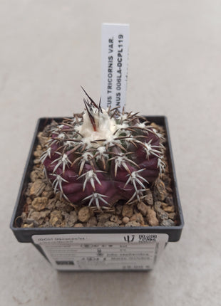 Discocactus placentiformis