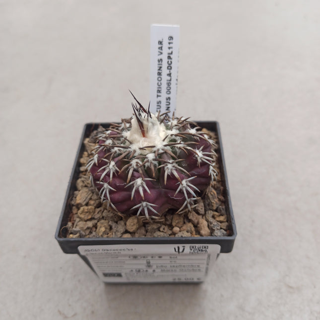 Discocactus placentiformis