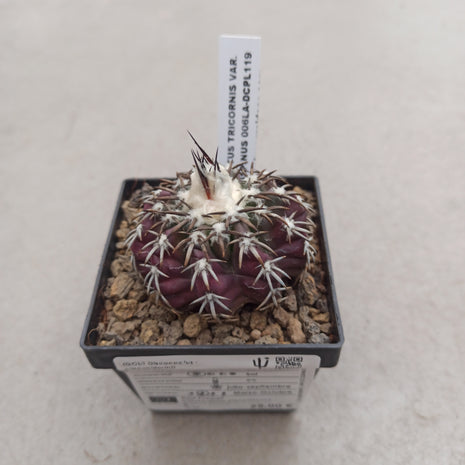 Discocactus placentiformis