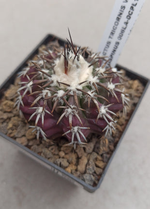 Discocactus placentiformis