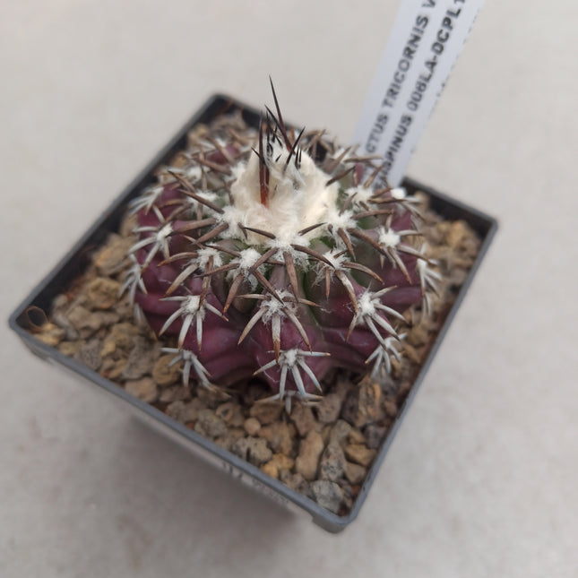 Discocactus placentiformis