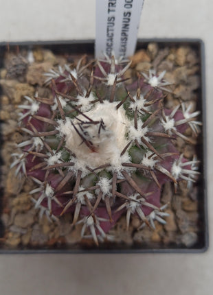 Discocactus placentiformis