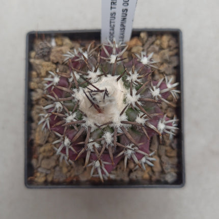 Discocactus placentiformis
