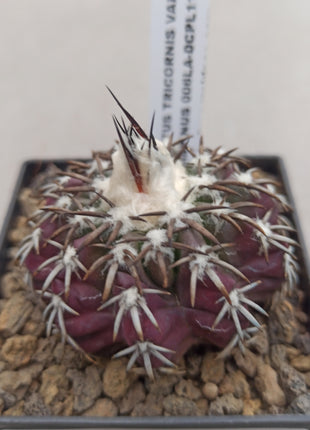 Discocactus placentiformis