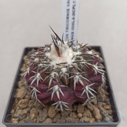 Discocactus placentiformis
