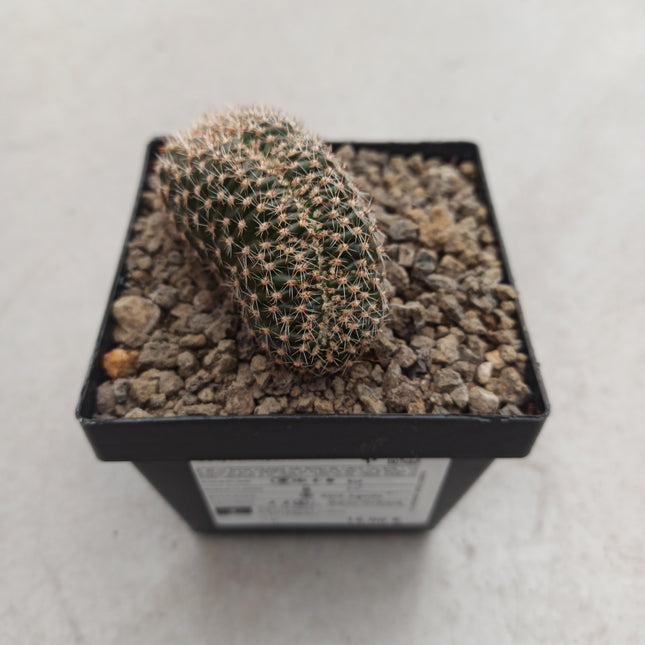 Hybride Echinopsis f. cristata ist