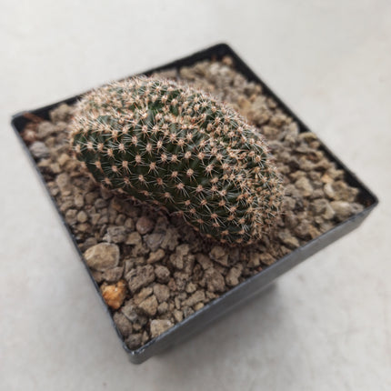 Echinopsis híbrido f. cristata is