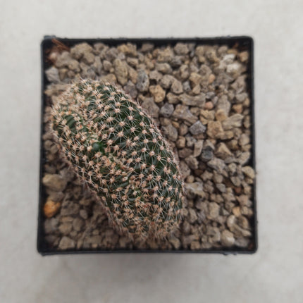 Echinopsis híbrido f. cristata is