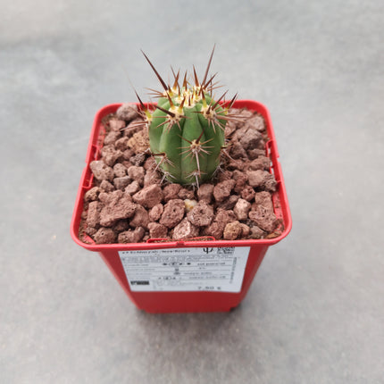 Echinopsis deserticola