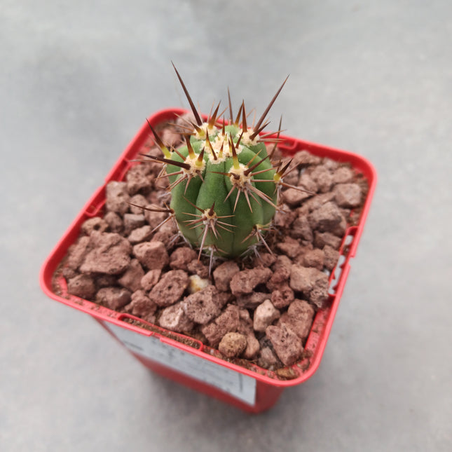 Echinopsis deserticola